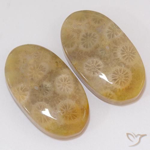 Shop natural 21.91ct Multicolore corail fossile gems, ovale, from Indonésie at GemSelect. In stock, global shipping!
