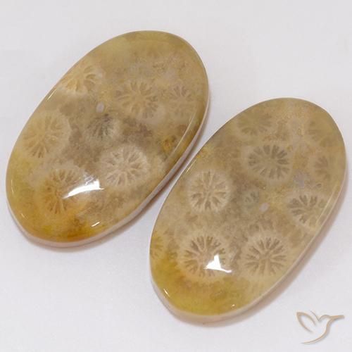 Shop natural 21.91ct Multicolore corail fossile gems, ovale, from Indonésie at GemSelect. In stock, global shipping!