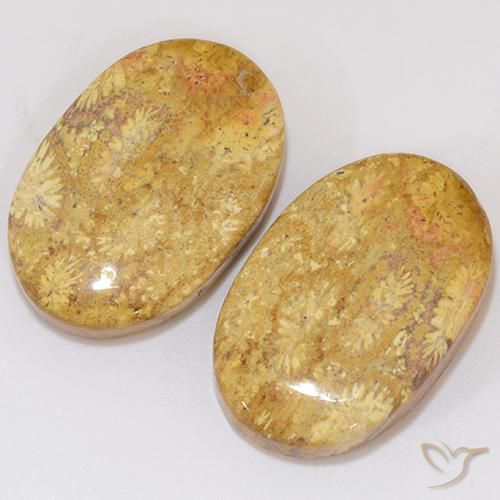 Shop natural 27.27ct Multicolore corail fossile gems, ovale, from Indonésie at GemSelect. In stock, global shipping!