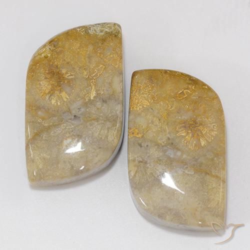 18.02ctw Naturel Multicolore corail fossile, Fantaisie, Opaque