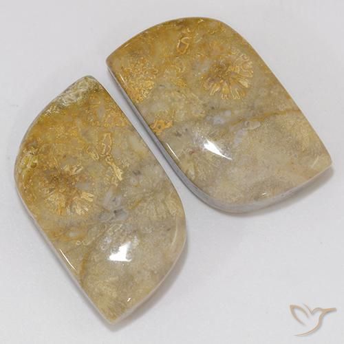 Shop natural 18.02ct Multicolore corail fossile gems, Fantaisie, from Indonésie at GemSelect. In stock, global shipping!