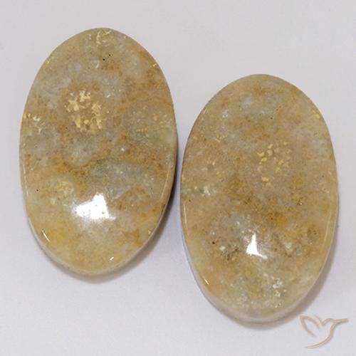 27.02ctw Naturel Multicolore corail fossile, ovale, Opaque