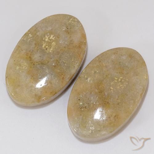 Shop natural 27.02ct Multicolore corail fossile gems, ovale, from Indonésie at GemSelect. In stock, global shipping!