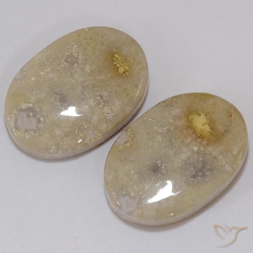 Shop natural 21.60ct Multicolore corail fossile gems, ovale, from Indonésie at GemSelect. In stock, global shipping!