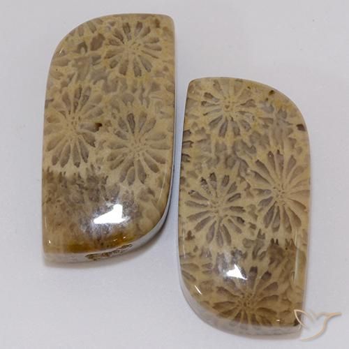Achetez naturel 19,43ct multicolore corail fossile gems, forme fantaisie, en provenance indonésie chez gemselect. en stock, livraison internationale!