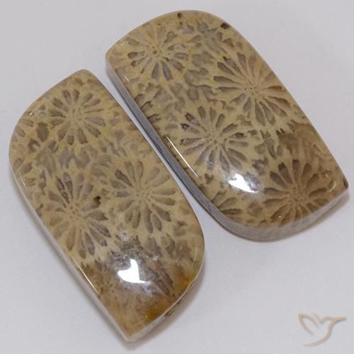 Achetez naturel 19,43ct multicolore corail fossile gems, forme fantaisie, en provenance indonésie chez gemselect. en stock, livraison internationale!