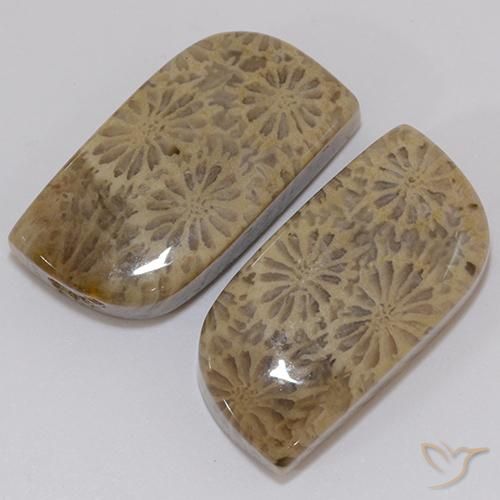 Achetez naturel 19,43ct multicolore corail fossile gems, forme fantaisie, en provenance indonésie chez gemselect. en stock, livraison internationale!