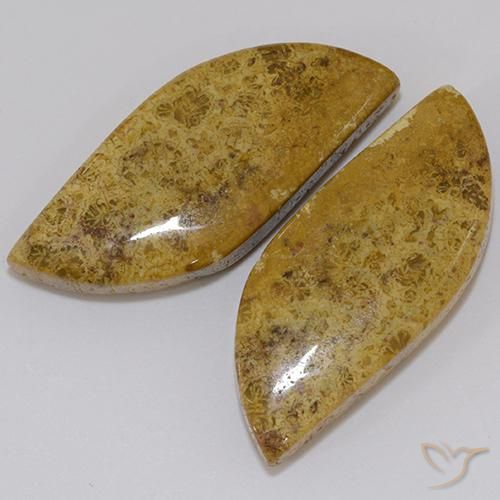 Shop natural 23.61ct Multicolore corail fossile gems, Fantaisie, from Indonésie at GemSelect. In stock, global shipping!