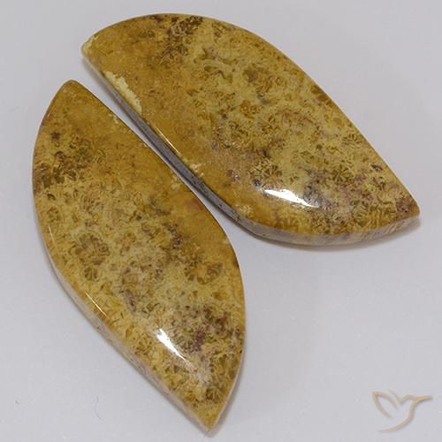 Shop natural 23.61ct Multicolore corail fossile gems, Fantaisie, from Indonésie at GemSelect. In stock, global shipping!