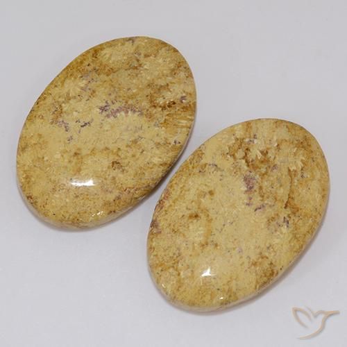 Shop natural 19.18ct Multicolore Corail fossile gems, ovale, from Indonésie at GemSelect. In stock, global shipping!