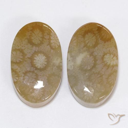 30.48ctw Naturel Multicolore Corail fossile, ovale, Opaque