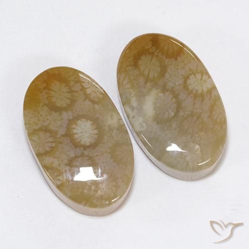Shop natural 30.48ct Multicolore corail fossile gems, ovale, from Indonésie at GemSelect. In stock, global shipping!