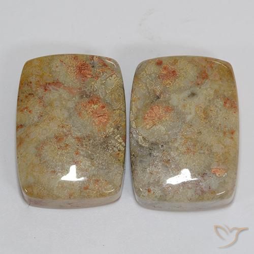 46.76ctw Naturel Multicolore Corail fossile, Coussin, Opaque