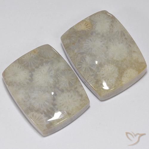 Shop natural 41.05ct Multicolore corail fossile gems, Coussin, from Indonésie at GemSelect. In stock, global shipping!