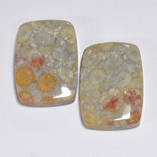 Achetez naturel 31.96ct Multicolore Corail fossile gems, Coupe coussin, En provenance Indonésie chez GemSelect. En stock, livraison internationale!