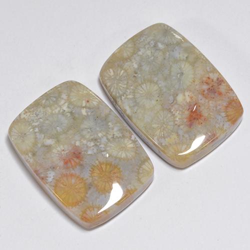 Achetez naturel 31.96ct Multicolore Corail fossile gems, Coupe coussin, En provenance Indonésie chez GemSelect. En stock, livraison internationale!