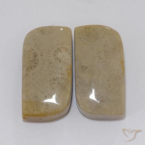 22.46ctw Naturel Multicolore corail fossile, Fantaisie, Opaque