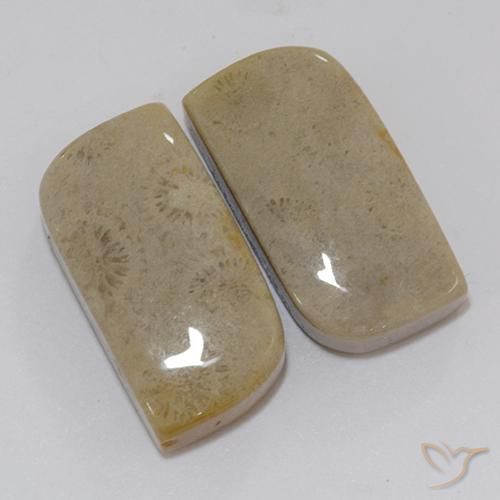 Shop natural 22.46ct Multicolore corail fossile gems, Fantaisie, from Indonésie at GemSelect. In stock, global shipping!