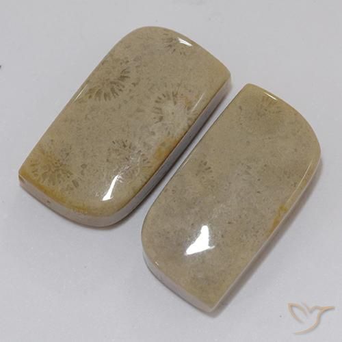 Shop natural 22.46ct Multicolore corail fossile gems, Fantaisie, from Indonésie at GemSelect. In stock, global shipping!