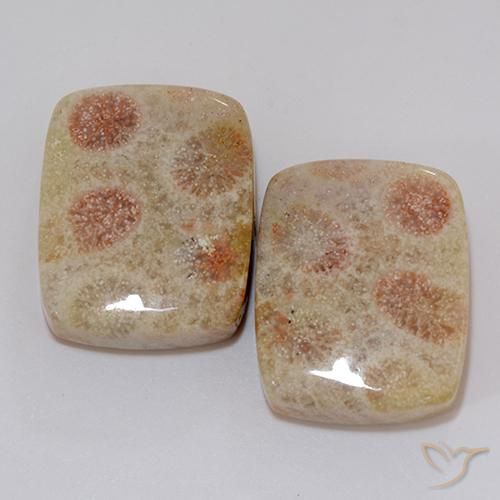 37.10ctw Naturel Multicolore Corail fossile, Coussin, Opaque