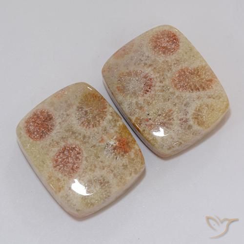 Shop natural 37.10ct Multicolore corail fossile gems, Coussin, from Indonésie at GemSelect. In stock, global shipping!