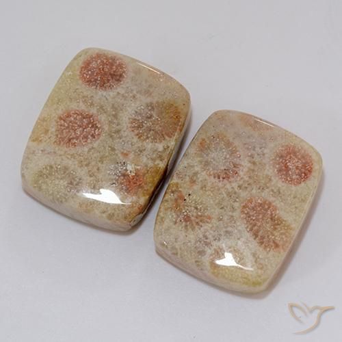 Shop natural 37.10ct Multicolore corail fossile gems, Coussin, from Indonésie at GemSelect. In stock, global shipping!