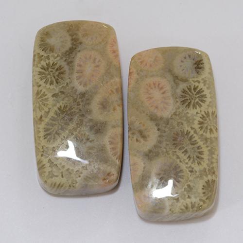 31.95ctw Naturel Multicolore Corail fossile, Coussin, Opaque