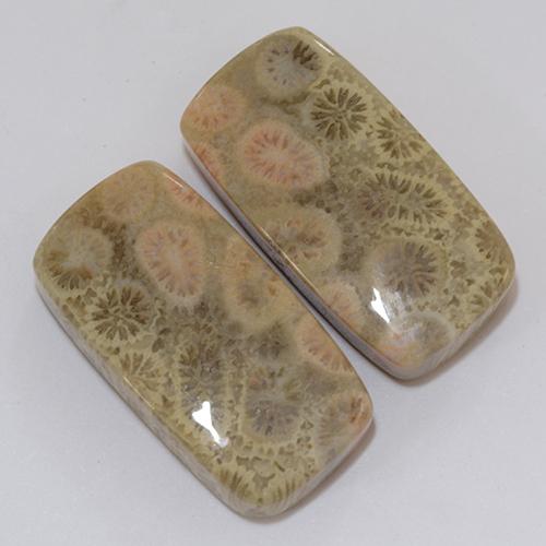 Shop natural 31.95ct Multicolore corail fossile gems, Coussin, from Indonésie at GemSelect. In stock, global shipping!