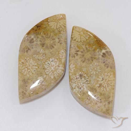 20.45ctw Naturel Multicolore Corail fossile, Fantaisie, Opaque