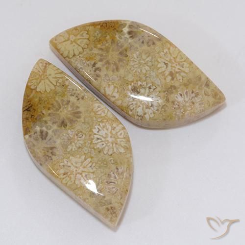 Shop natural 20.45ct Multicolore corail fossile gems, Fantaisie, from Indonésie at GemSelect. In stock, global shipping!