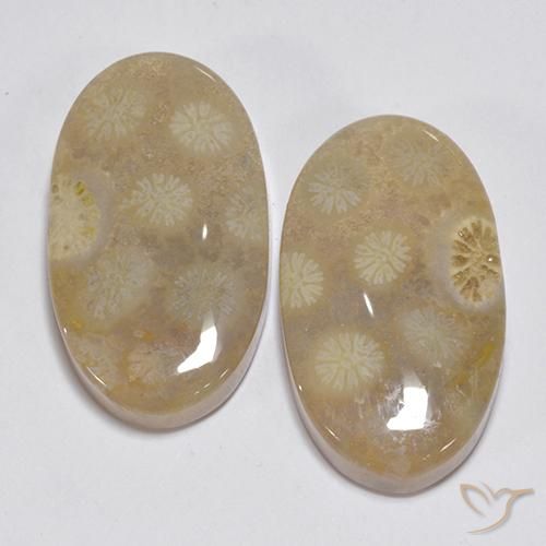 Shop natural 23.63ct Multicolore Corail fossile gems, ovale, from Indonésie at GemSelect. In stock, global shipping!