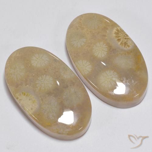 Shop natural 23.63ct Multicolore Corail fossile gems, ovale, from Indonésie at GemSelect. In stock, global shipping!