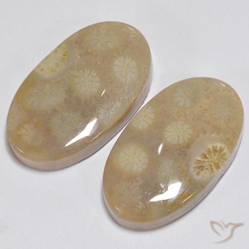 Shop natural 23.63ct Multicolore Corail fossile gems, ovale, from Indonésie at GemSelect. In stock, global shipping!