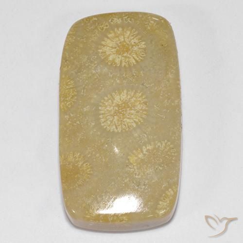 14.52ct Naturel Multicolore Corail fossile, Coussin, Opaque