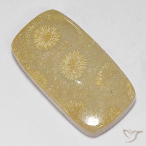 corail fossile Multicolore naturelle Coussin, 14.52 ct, Opaque