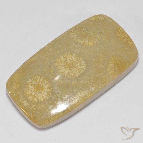 corail fossile Multicolore naturelle Coussin, 14.52 ct, Opaque