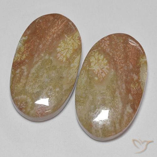 Shop natural 30.58ct Multicolore corail fossile gems, ovale, from Indonésie at GemSelect. In stock, global shipping!