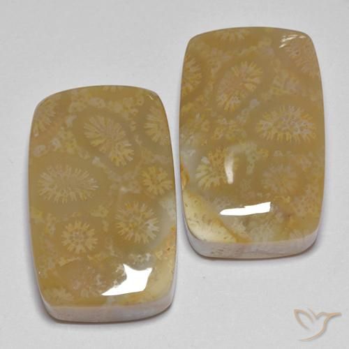 Shop natural 35.99ct Multicolore corail fossile gems, Coussin, from Indonésie at GemSelect. In stock, global shipping!