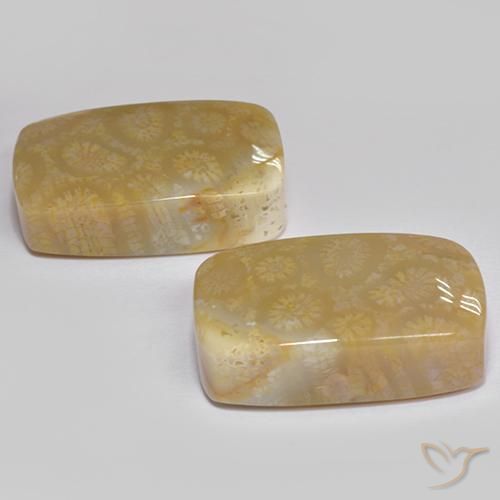 Shop natural 35.99ct Multicolore corail fossile gems, Coussin, from Indonésie at GemSelect. In stock, global shipping!