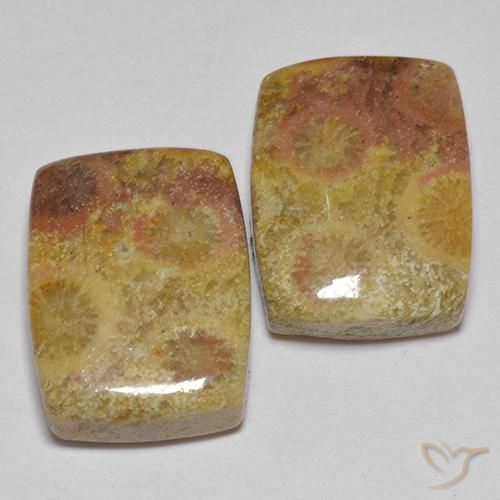 16.64ctw Naturel Multicolore Corail fossile, Coussin, Opaque