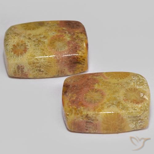 Shop natural 16.64ct Multicolore corail fossile gems, Coussin, from Indonésie at GemSelect. In stock, global shipping!