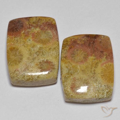 Shop natural 16.64ct Multicolore corail fossile gems, Coussin, from Indonésie at GemSelect. In stock, global shipping!