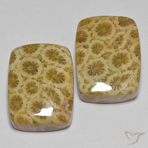 Shop natural 27.28ct Multicolore corail fossile gems, Coussin, from Indonésie at GemSelect. In stock, global shipping!