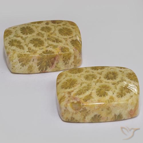Shop natural 27.28ct Multicolore corail fossile gems, Coussin, from Indonésie at GemSelect. In stock, global shipping!