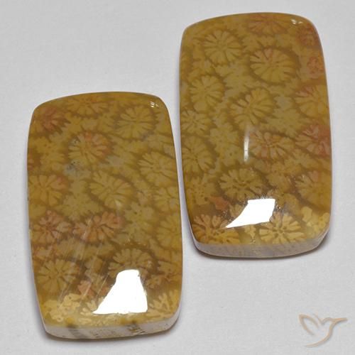 Shop natural 25.75ct Multicolore Corail fossile gems, Coussin, from Indonésie at GemSelect. In stock, global shipping!