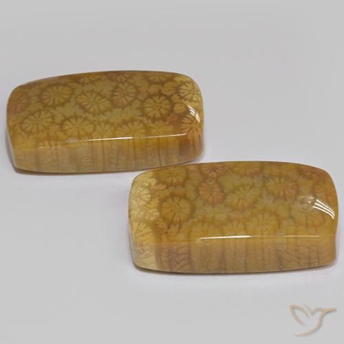 Shop natural 25.75ct Multicolore Corail fossile gems, Coussin, from Indonésie at GemSelect. In stock, global shipping!