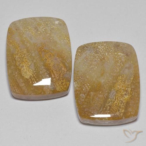 21.49ctw Naturel Multicolore corail fossile, Coussin, Opaque
