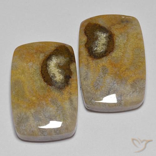 Shop natural 24.86ct Multicolore corail fossile gems, Coussin, from Indonésie at GemSelect. In stock, global shipping!