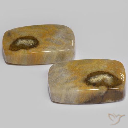 Shop natural 24.86ct Multicolore corail fossile gems, Coussin, from Indonésie at GemSelect. In stock, global shipping!