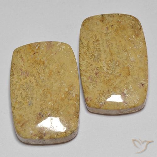 Shop natural 28.04ct Multicolore corail fossile gems, Coussin, from Indonésie at GemSelect. In stock, global shipping!